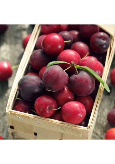 Tüplü Cherry Plum Nadir Mini Meyveli Kiraz Eriği Fidanı