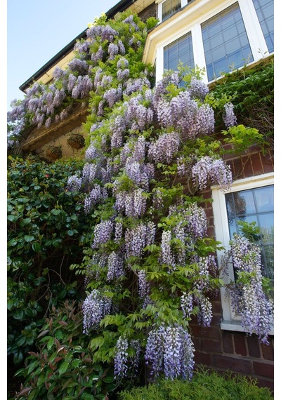 Mor Salkım 'wisteria Sinensis' / 100-120 Cm Sarılıcı Çiçekli Bitki