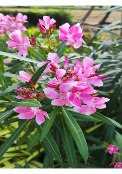 Zakkum Fidanı Pembe Renkli 80 100 Cm Tüplü 1 Adet Dış Mekan Bitkisi Pink Oleander