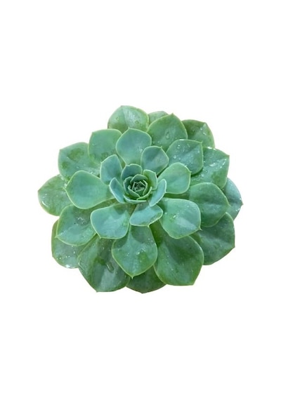 Büyük Boy Echeveria Pulidonis Sukulent