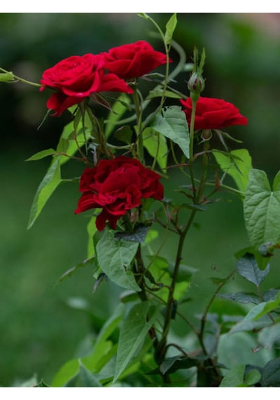 Videolu 1 Adet Kırmızı Gül Fidesi 10-15cm Saksılı\tüplü Red Rose Sapling