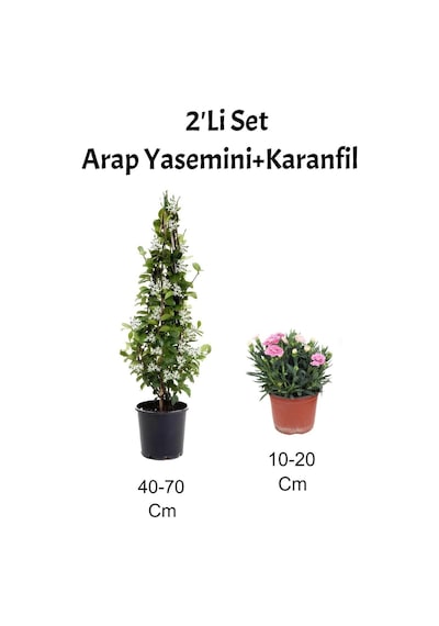 2'li Set Mis Kokulu Arap Yasemini+ Pembe Karanfil Çiçeği Dış Mekan Bitkisi