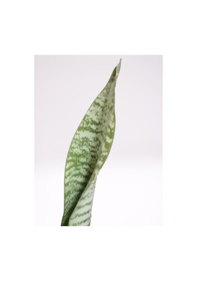 Çok Avantajlı Mini Paşa Kılıcı Sansevieria 30-40cm Diğer