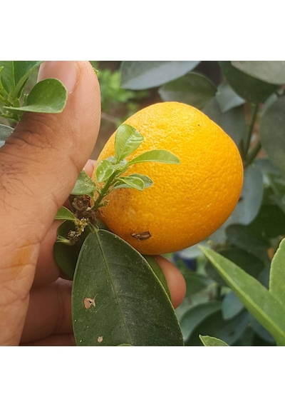 5 Yaş Aşılı İri Kamkat Obovata Erkenci Kamkat Fidanı. Torbada