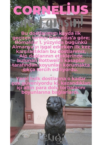 Petjoo 20.Cornelius Gri-Pembe Qr'lı Köpek Künyesi