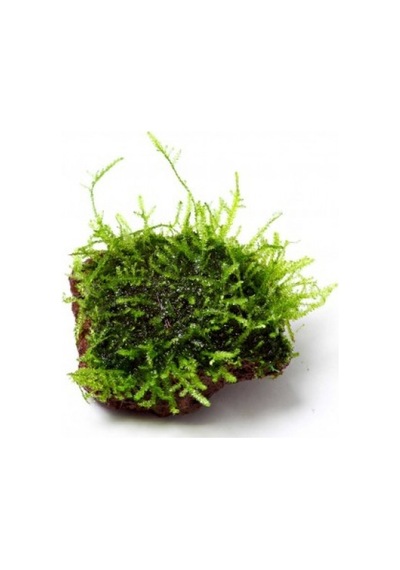 Kayaya Tutturulmuş Java Moss Vesicularia Dubyana