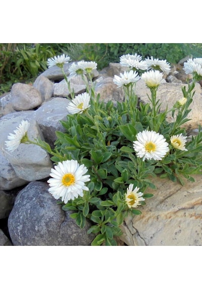 Kır Papatyası Aster Alpinus Karışık Renklerde 5 Adet