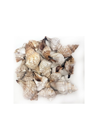 Trapezium Kiloluk Deniz Kabuğu (1 Kg)