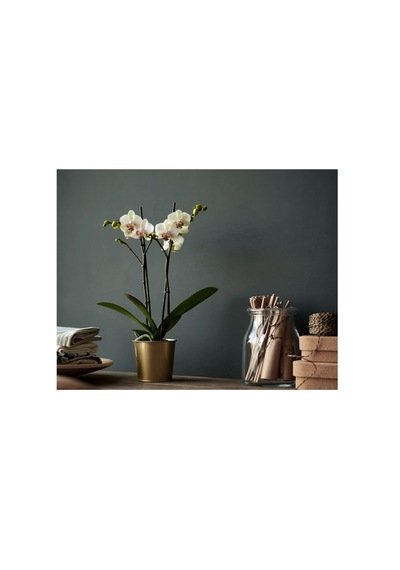 Ikea Daıdaı Çelik Saksı, Pirinç Rengi, 9 Cm -