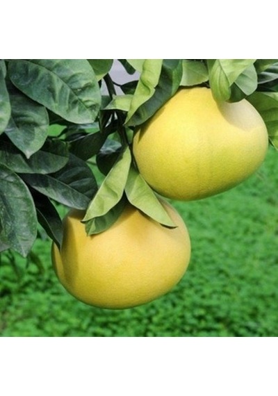 Tüplü Aşılı Içi Kırmızı Şadok Pomelo Ağaç Kavunu Yaş 2 Boy 90-1