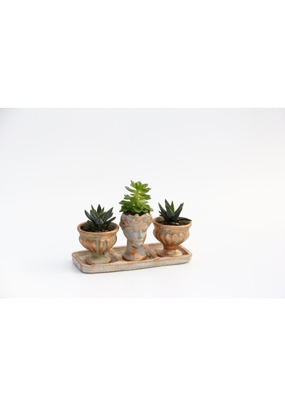 Trio Helen Orange Sukulent Seti - Haworthia Pumila. Echeveria