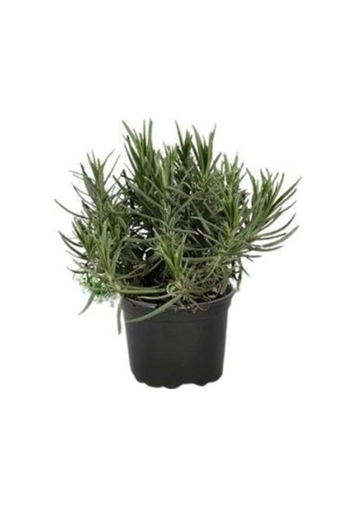 Kekik Lavanta Fidanı İkili Set 10-20 Cm