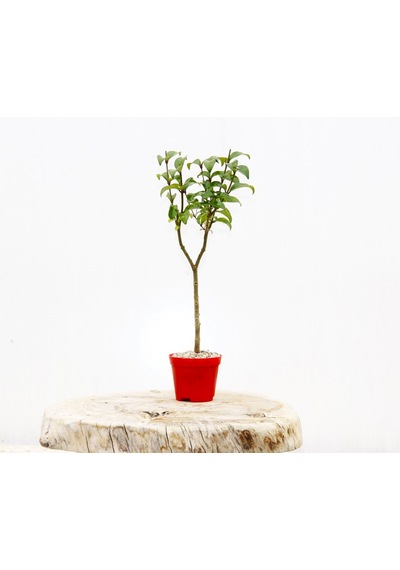 Bonsai Ligustrum Japonicum - Hediyelik Kırmızı Saksıda