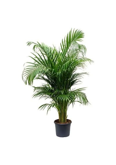 Nura Botanik Areka Palmiyesi 130-150 Cm. Ev - Ofis - Salon Palmiyesi