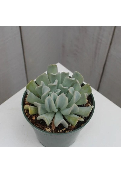 Videolu Sukulent Echeveria Runyonii Topsy Turvy Bitkisi 1 Adet Saksılı 5-10cm Salon Bitkisi