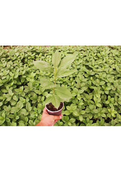 Aronya Fidesi 5 Adet