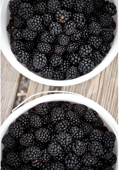 Bahçevilya 2 Yaşında Tüplü Böğürtlen Rubus Fruticosus Fidanı