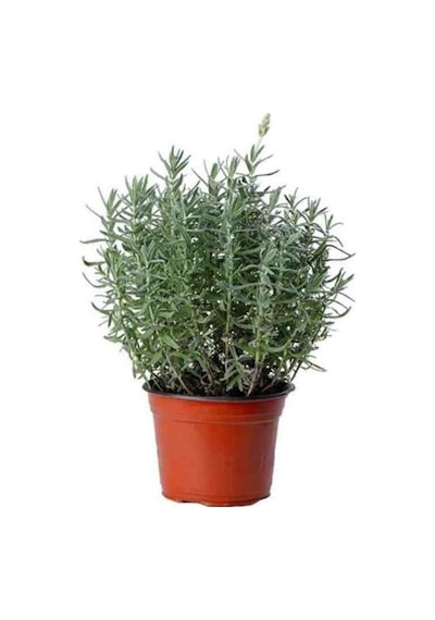 Saksılı 2 Adet Biberiye Fidanı 10-20 Cm