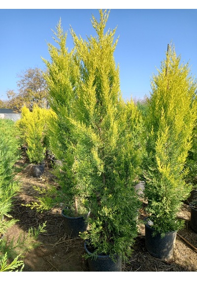 Büyük Limon Çamı Limon Selvi , Büyük Saksıda, 150 Cm. Boyunda, H