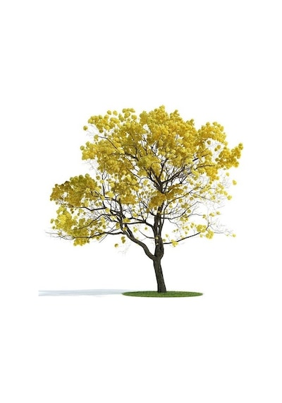Sarı Tabebuia Ağacı Tohumu 5 Tohum + Tohum