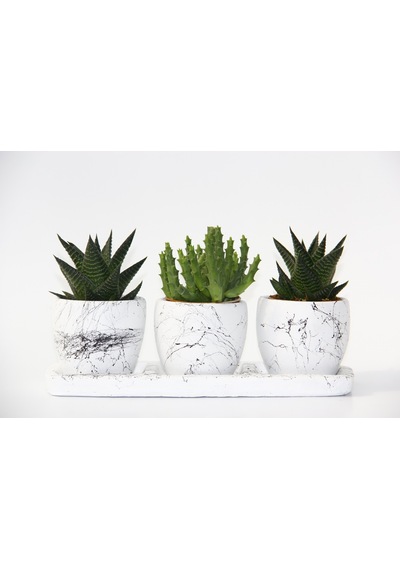 Trio Beyaz Sukulent Seti - Haworthia. Crassula Huernia Angolensis