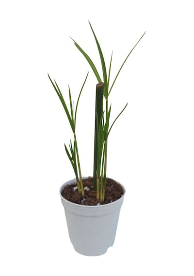 8'li Bitki Seti Mini Melek Kanadı+aleovera+pilea+kurdele+hedera+japon Şemsiyesi+areka+yeşim