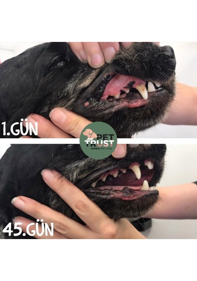 Pettrust Herbal Pet Care Kedi Köpekler İçin Organik Ağız Bakım 40 ML
