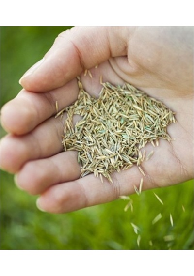 1 KG İthal 3Lü Karışım Çim Tohumu + Tohum