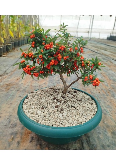 Bonsai Ateş Dikeni Pyracantha 5-6 Yaş