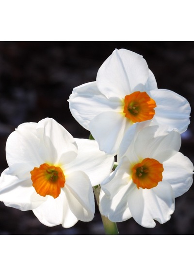 Geranium Narcissus Nergis Çiçeği Soğanı 3 Adet