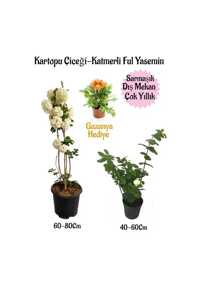 Kartopu Çiçeği 1 Adet+katmerli Ful Yasemin1 Adet+turuncu Gazanya Hediyeli Saksılı Bahçe Seti