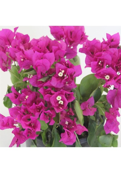 Begonvil Fidanı Mor 25 Cm Çiçek