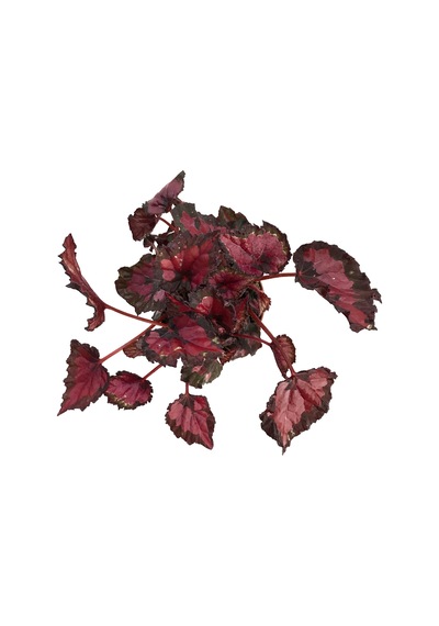 Begonia Rex 'red Tango' Begonia Çiçeği