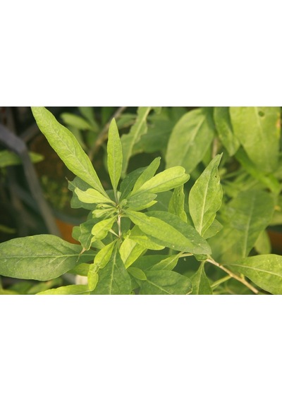 Sarı Goji Berry Fidanı 10 Adet