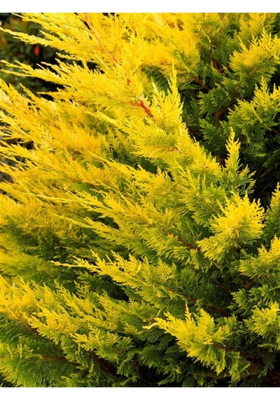 Videolu Mis Kokulu 1 Adet Sarı Leylandi Fidanı 40-60cm Saksılı Yellow Leyland Sapling
