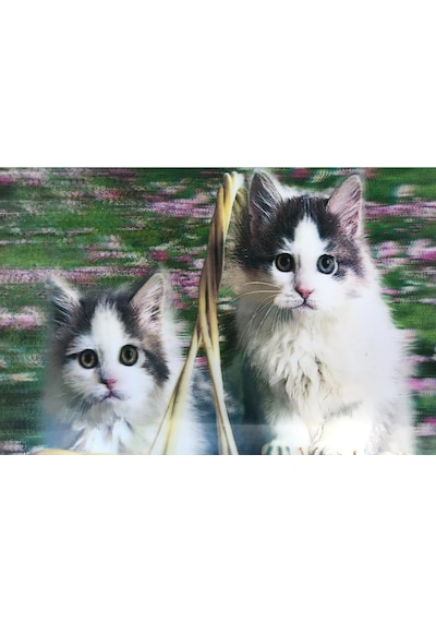 3 Boyutlu Resim Sevimli Kediler İkili Kedi Resmi Tablosu 40x60 Cm 1