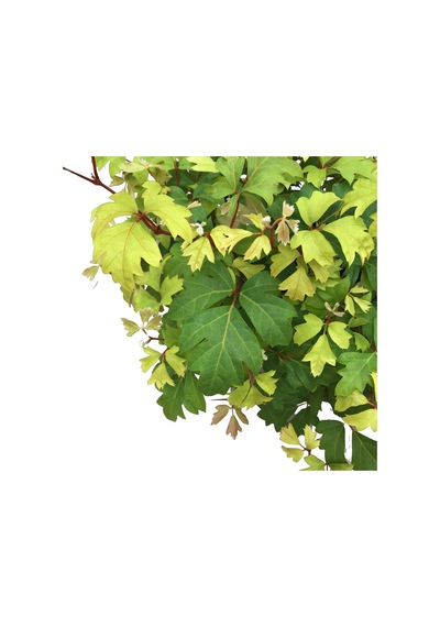 Cissus Rhombifolia 'ellen Danica'