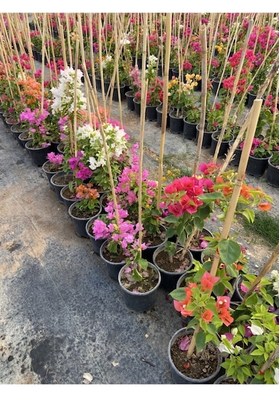 Begonvil Gelin Tacı Bougainvillea