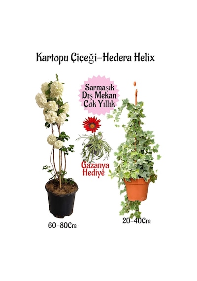 Kartopu Çiçeği 1 Adet +hedera Helix 1 Adet+sarı Gazanya Hediye Saksılı Bahçe Seti