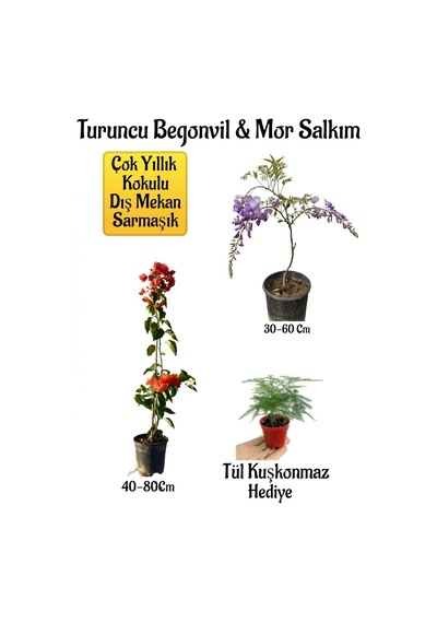 Turuncu Begonvil Çiçeği+mor Salkım Ağacı Fidanı Tül Kuşkonmaz Hediyeli Bahçe Peyzaj Seti