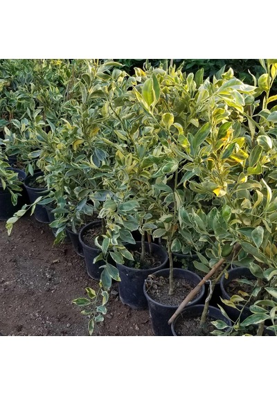 6 Yaş Aşılı Alacalı Calamondin Süs Mandalinası Fidanı. Saksıda