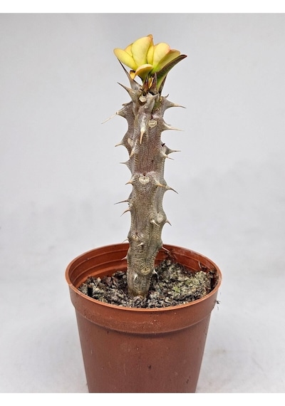 Taylanda Mili - Dikenler Tacı Iri Ebrulî Çiçek Açan Bitki Boyu 5-7 Cm'dir 5.5cm Saksılı-9088096634096