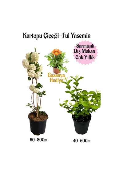Kartopu Çiçeği 1 Adet+kokulu Ful Yasemin1adet+sarı Gazanya Hediyeli Saksılı Bahçe Seti