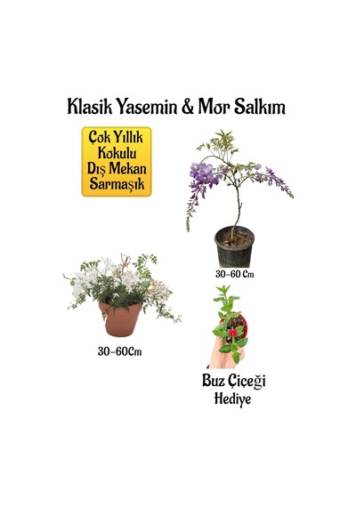 Mis Kokulu Klasik Yasemin Çiçeği+mor Salkım Ağacı Fidanı Buz Çiçeği Hediyeli Peyzaj Seti