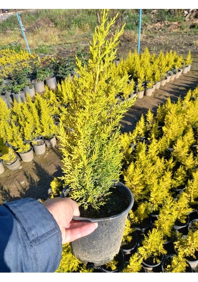 (8 Adet) Üreticiden Limon Çamı, Limon Servi, +40 Cm. Üzerinde,