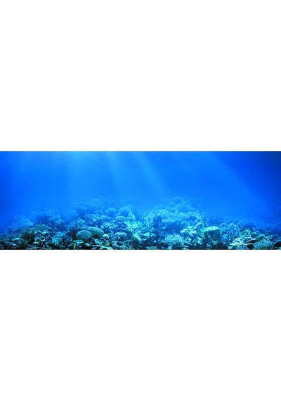 Kanki Pet Akvaryum Arka Fon Yapıştırma 185x65 Cm Kp1856522