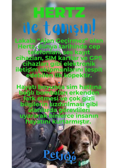 Petjoo 26.Hertz Mavi-Yeşil Qr'lı Köpek Künyesi