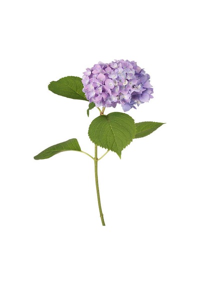 Videolu 1 Adet Mor Ortanca Çiçeği Fidanı 35-50 Cm Saksılı Çiçekli Bodur Bitkiler Hydrangea