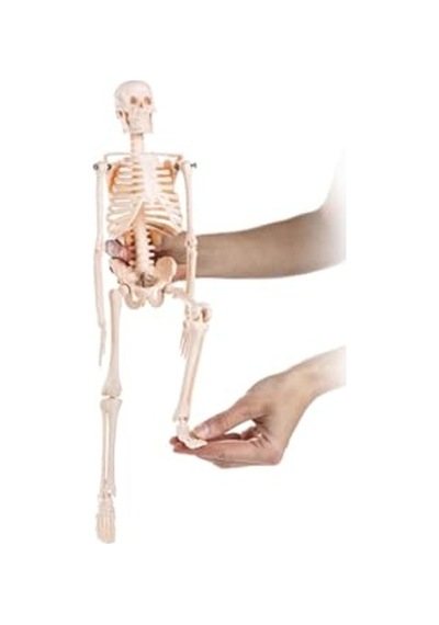 45 Cm İnsan İskelet Modeli, Eğitim Ve Tanıtım Amaçlı