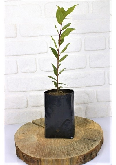 Defne Fidanı 2 Adet 30-50 Cm Defne Ağacı Fidanı Kokulu Defne
